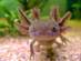 Axolotols Axolotols